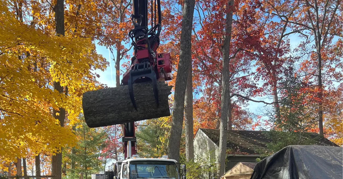 Tree Removal
