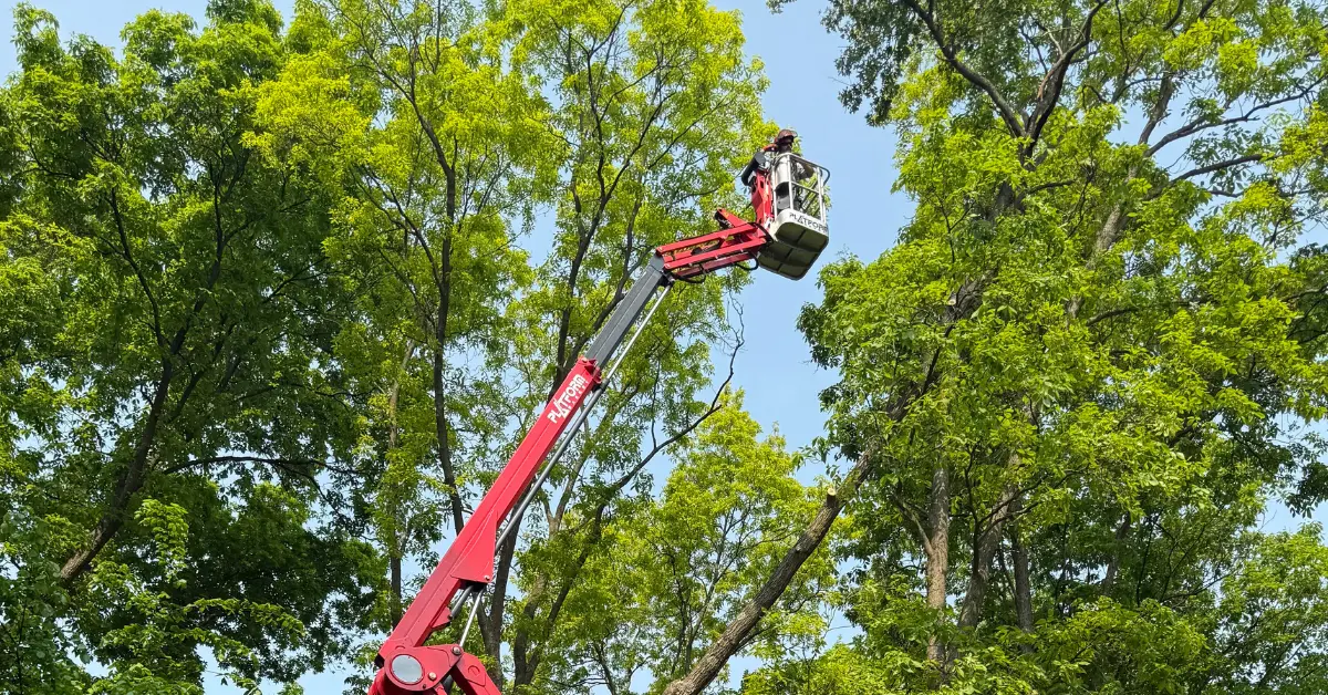 Tree Trimming/Pruning