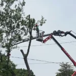 Tree Removal Cost