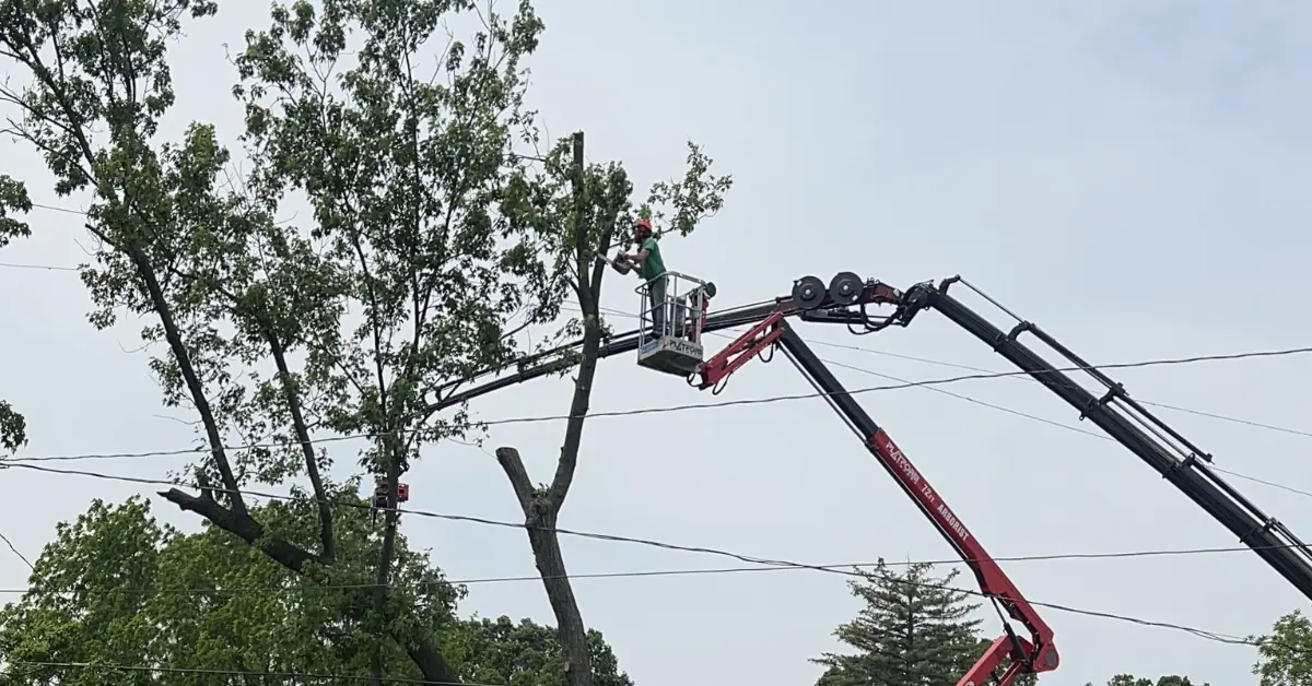 Tree Removal Cost