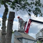 Protecting Oak Trees