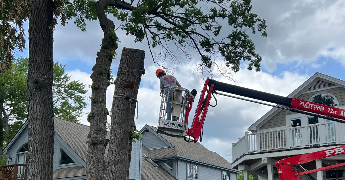 Protecting Oak Trees