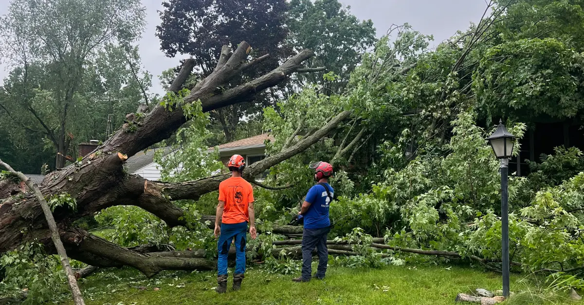 Emergency Tree Service