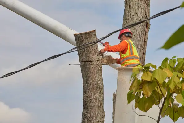 Brighton Tree Removal 