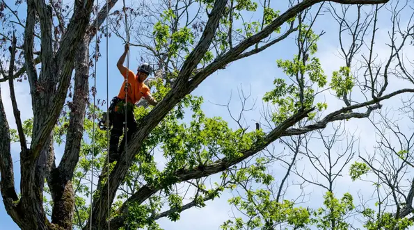 Brighton Tree Trimming & Pruning 