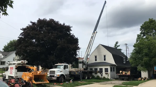 Emergency Tree Removal in Brighton 