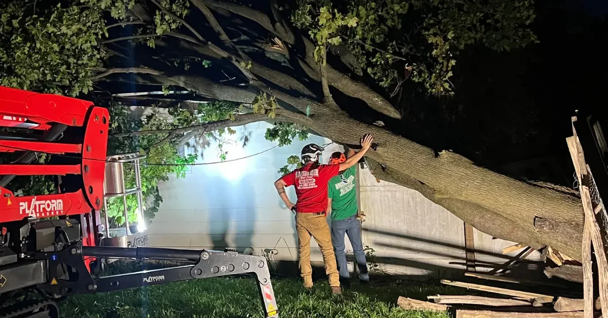 Holtslander And Sons crew removing multiple trees from a Brighton Michigan property