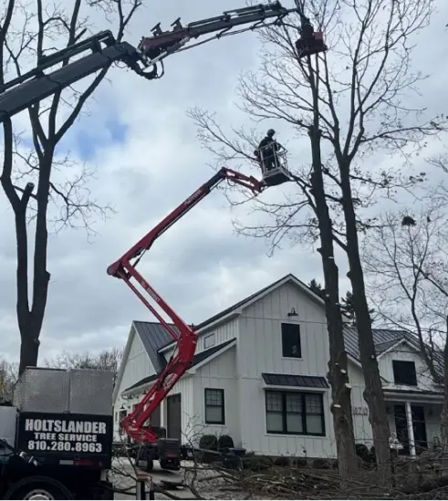 Commercial Tree Service