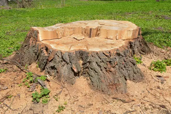 Tree Stump Grinding in Brighton, MI 