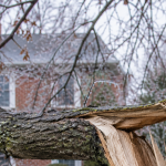 Ice-damaged tree branch showing hidden structural failure in Genesee County, Michigan