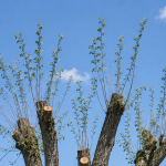 Improperly topped silver maple showing weak regrowth on a residential property in Genesee County, Michigan