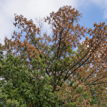 Red oak in Genesee County, Michigan, showing leaf wilt and browning caused by oak wilt
