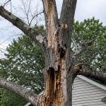 Image Alt Text: Dead tree with visible trunk decay and bark damage posing hazard near residential home in Fenton Michigan