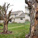 Dead tree with peeling bark and visible decay in a residential yard
