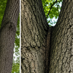 Mature oaks in Grand Blanc often develop structural weaknesses such as co-dominant stems, included bark, and heavy limbs that increase failure risk.
