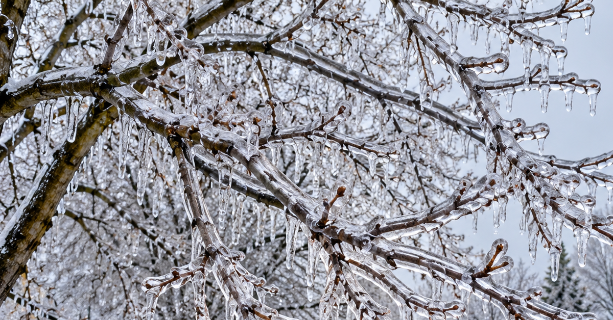 Frozen tree branches coated in ice along a Genesee County street