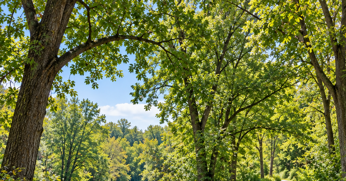 Tree-lined walking trail through a green space in Genesee County, Michigan