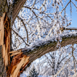 Ice-coated tree branches after a Genesee County winter storm
