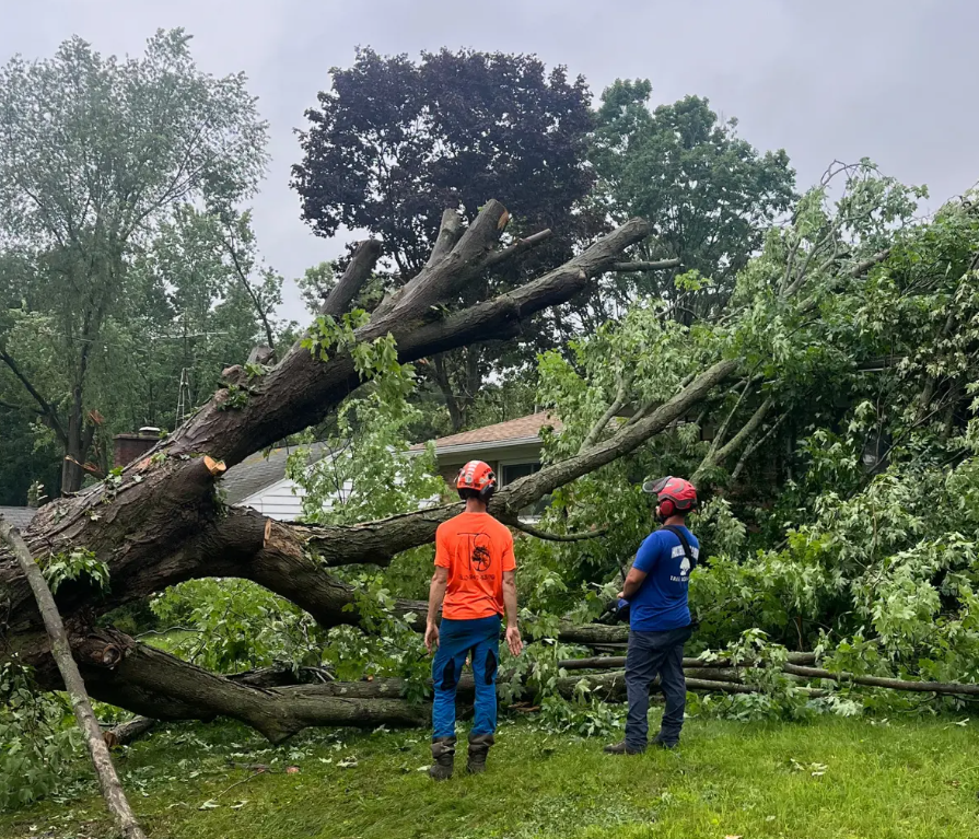 Holtslander & Sons Tree Service crew removing tall cottonwood trees at a Fenton, MI business.