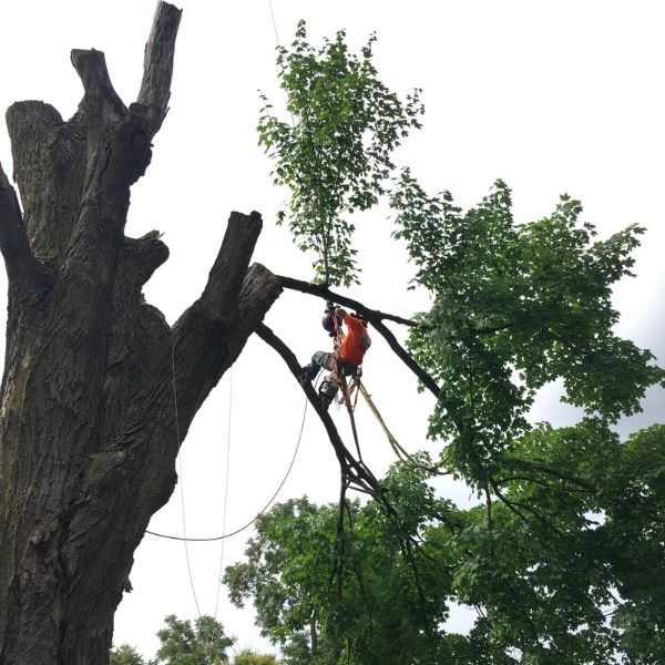 expert tree removals