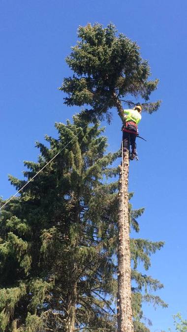 large tree removal 